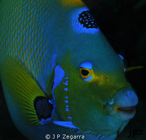 queen angelfish close-up... by J P Zegarra 